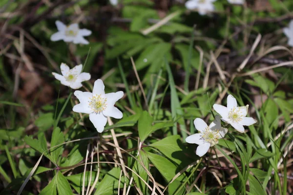 Fleurs Blanches Jaunes Anémone Forestière Fleurs Poussant Dans Des Endroits — Photo