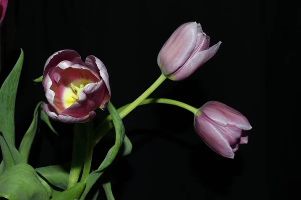 Spring flowers - purple tulips, green leaves. Close-up of a purple tulip. Black background.