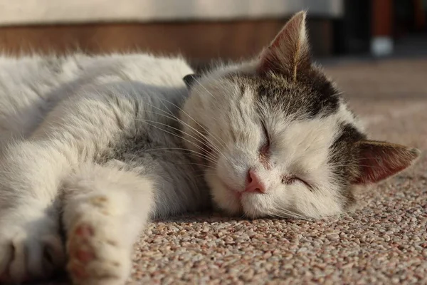 Güneşin altında, evin yanında uyuyan beyaz-gri kedi. Kaldırımda dinlenen kedi..