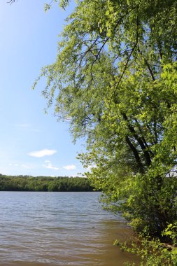 Vahşi sahil şeridi. Gölün kıyısındaki ağaçlar. Su yüzeyinin yukarısındaki ağaç..