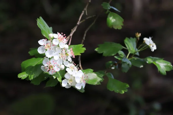 Crataegus laevigata - beyaz çiçekli dikenli çalı. Vahşi bir çalılığın beyaz çiçeklerine yakın çekim. Midland Hawthorn.
