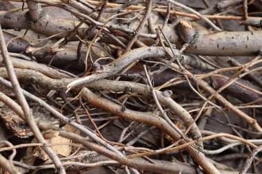 Doğa geçmişi. Kırık ağaç dalları ve bir yığın çalılar..