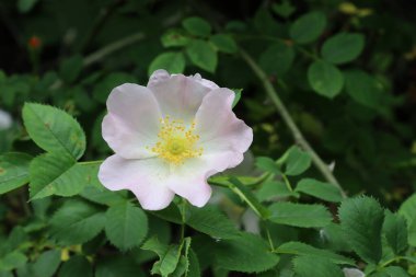 Beyaz bir gül çiçeğinin yakın çekimi. Beyaz yapraklar. Sarı anter. Bulanık yeşil yapraklar arka plan.