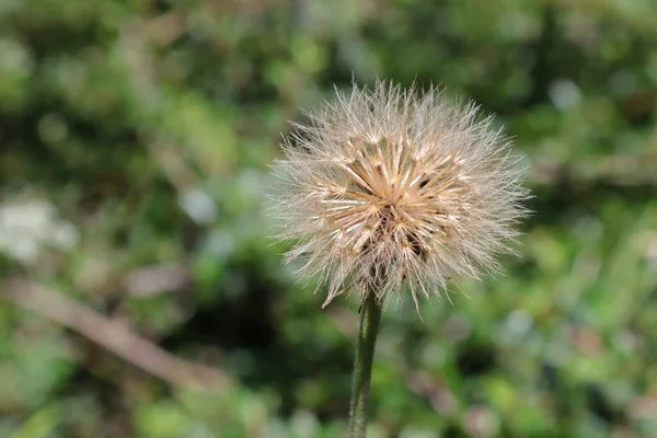 Rough Hawkbit Plant Leontodon Hispidus 种子的细节 开花后的野花 — 图库照片