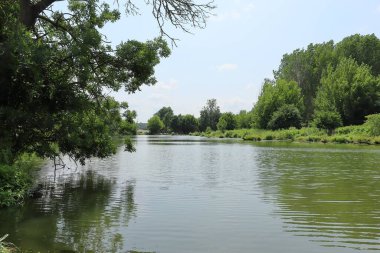 Lednice-Valtice bölgesi. Çek Cumhuriyeti 'ndeki Dyje nehrinin manzarası. Nehrin aşırı gelişmiş kıyıları. Suyun hemen üzerindeki ağaç dalları. Korunan manzara alanı.