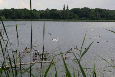 Lednice-Valtice bölgesi. Çek Cumhuriyeti 'nin Güney Moravya' daki kuş barınağı. Kuğular, martılar, ördekler. Göletin yüzeyinde çok sayıda kuş var..