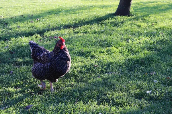Gray-white hen walking on the lawn. Domestic breeding of hens. A small chicken farm. Bird flu threatens domestic hen breeding.