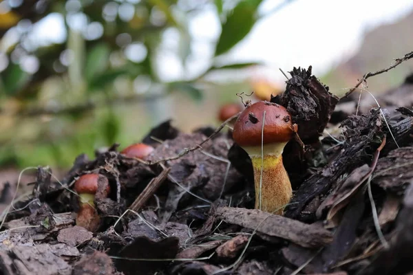 Brown-yellow mushroom - Boletus slipper. Wild mushrooms in nature. Blurred background.