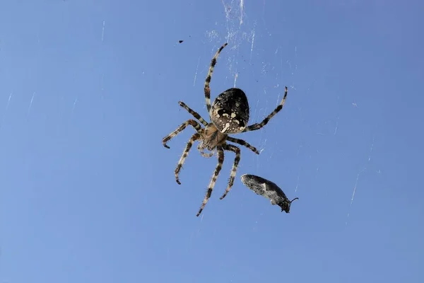 Araneus Diadematus クモがクモの巣の上に座っている庭 肖像画を閉じます マクロだ アラクノフォビア — ストック写真