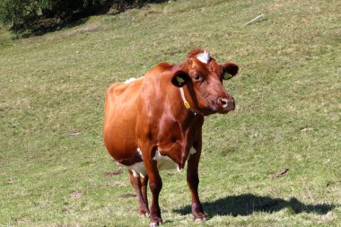 Güneşli bir günde çimenli bir çayırda duran kahverengi bir inek. Arka planda, hafif eğimli bir arazi ve çimenli doğal bir çevre var..