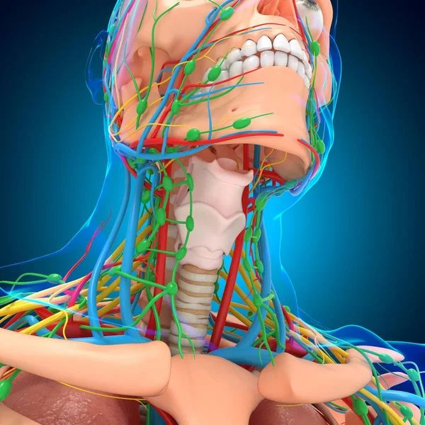 Anatomia Umana Concetto Medico Illustrazione — Foto Stock