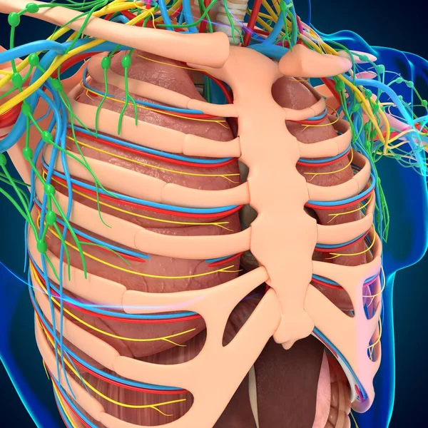 Menselijke Anatomie Voor Medisch Concept Illustratie — Stockfoto