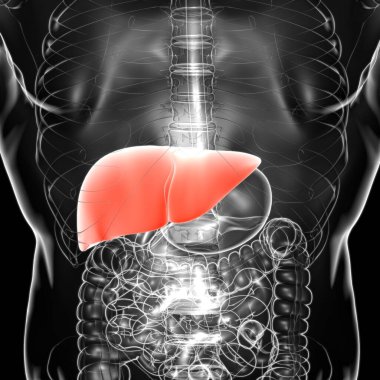 Karaciğer 3D Görüntü İnsan Sindirim Sistemi Anatomisi Tıbbi Konsept İçin