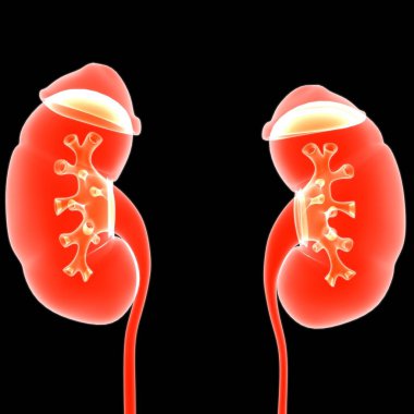 Tıbbi Konsept için Mesane Anatomisi olan İnsan İdrar Sistemi Böbrekleri 3 boyutlu İllüstrasyon