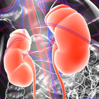 Tıbbi Konsept için Mesane Anatomisi olan İnsan İdrar Sistemi Böbrekleri 3 boyutlu İllüstrasyon