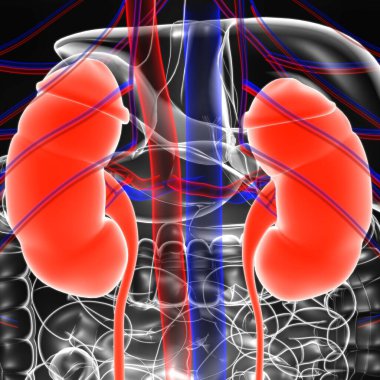 Tıbbi Konsept için Mesane Anatomisi olan İnsan İdrar Sistemi Böbrekleri 3 boyutlu İllüstrasyon