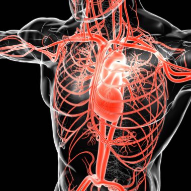 Tıbbi Konsept 3 boyutlu İllüstrasyon İçin Dolaşım Sistemi Anatomisi Olan İnsan Kalbi