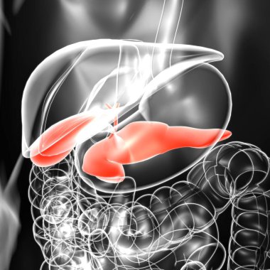 Tıbbi Konsept için safra kesesi insan sindirim sistemi anatomisi 3 boyutlu resim