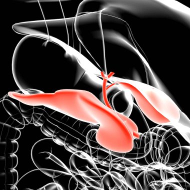 Tıbbi Konsept için safra kesesi insan sindirim sistemi anatomisi 3 boyutlu resim