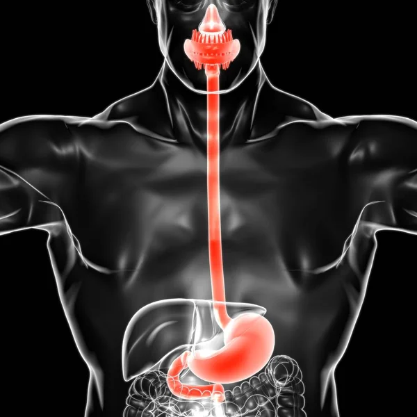 Anatomie Žaludku Lidský Zažívací Systém Pro Lékařské Pojetí Ilustrace — Stock fotografie