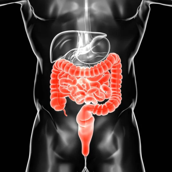 Anatomia Humana Sistema Digestivo Ilustração Intestino Pequeno Grande Para Conceito — Fotografia de Stock