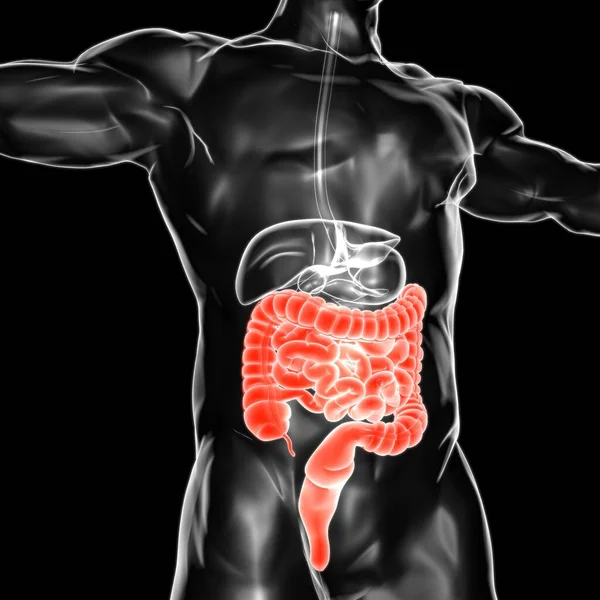 Liten Och Stor Intestine Illustration Mänskliga Matsmältningssystemet Anatomi För Medicinska — Stockfoto