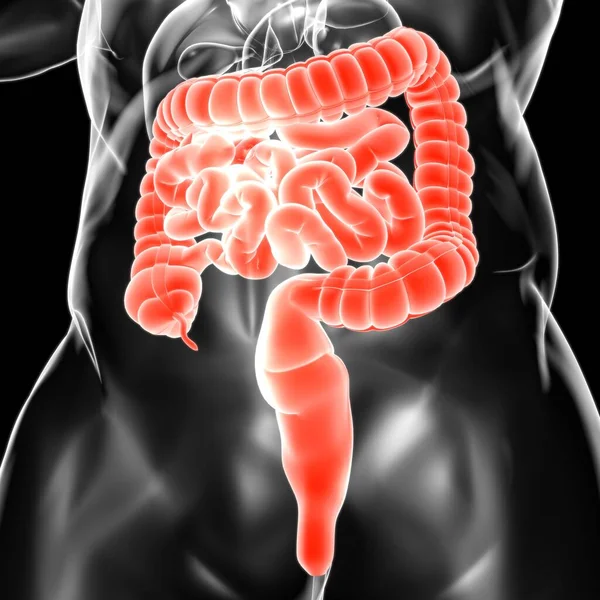 Anatomía Del Sistema Digestivo Humano Ilustración Del Intestino Delgado Grueso — Foto de Stock