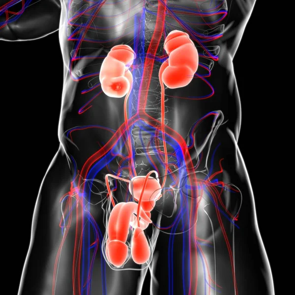 Анатомия Мужской Репродуктивной Системы Медицинской Концепции Иллюстрации — стоковое фото