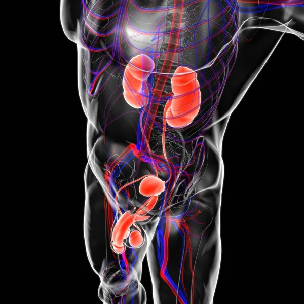 Male Reproductive System Anatomy For Medical Concept 3D Illustration