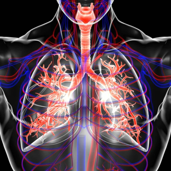 Longen Human Respiratory System Anatomie Voor Medisch Concept Illustratie — Stockfoto