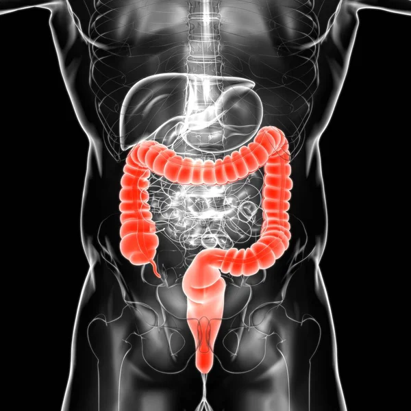 Illustration Grand Intestin Anatomie Système Digestif Humain Pour Concept Médical — Photo