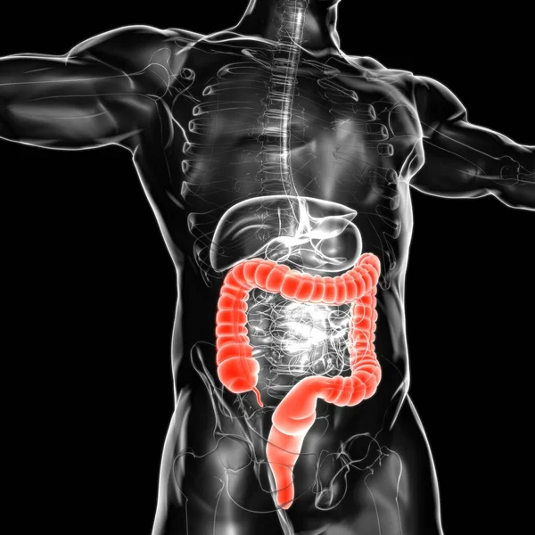 Anatomía Del Sistema Digestivo Humano Ilustración Del Intestino Grueso Para —  Fotos de Stock
