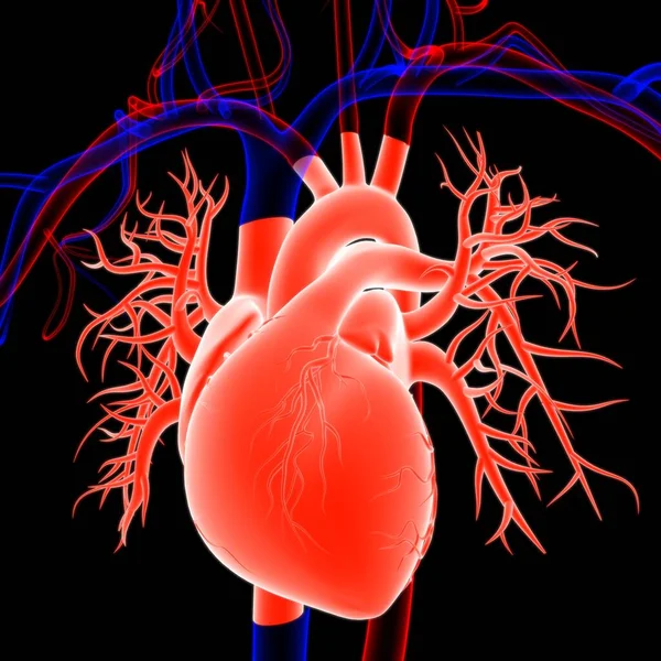 Tıbbi Konsept için İnsan Kalbi Anatomisi 3 boyutlu İllüstrasyon