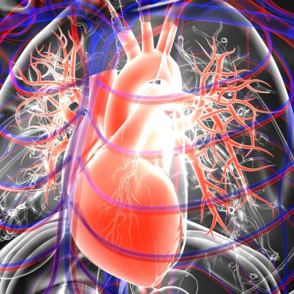 Anatomía Del Sistema Respiratorio Humano Los Pulmones Para Ilustración Del — Foto de Stock