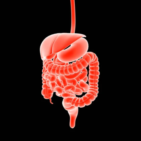 Human Digestive System Anatomy Medical Concept Illustration — Stock Photo, Image