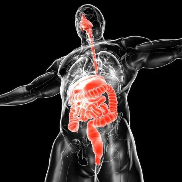Anatomi Sistem Pencernaan Manusia Untuk Konsep Medis Ilustrasi — Stok Foto