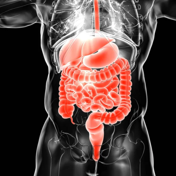 Tıbbi Konsept 3B Resim İçin İnsan Sindirim Sistemi Anatomisi