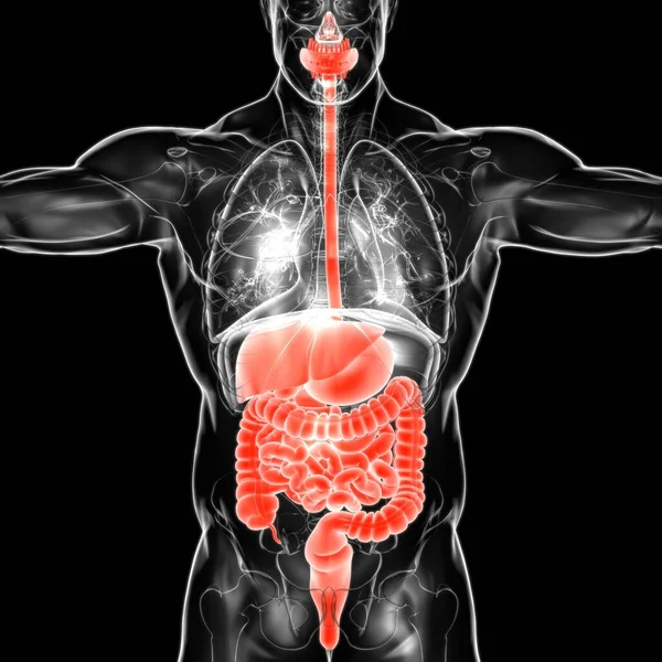 Menselijke Spijsverteringsstelsel Anatomie Voor Medisch Concept Illustratie — Stockfoto