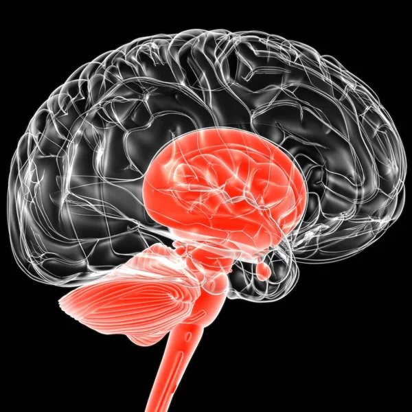 Piezas Internas Del Cerebro Humano Anatomía Para Concepto Médico Ilustración — Foto de Stock