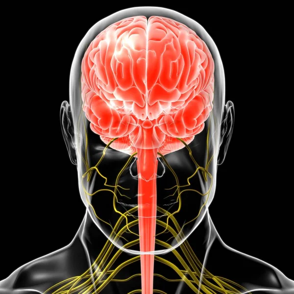 Tıbbi Konsept Için Nsan Beyni Anatomisi Boyutlu Llüstrasyon — Stok fotoğraf