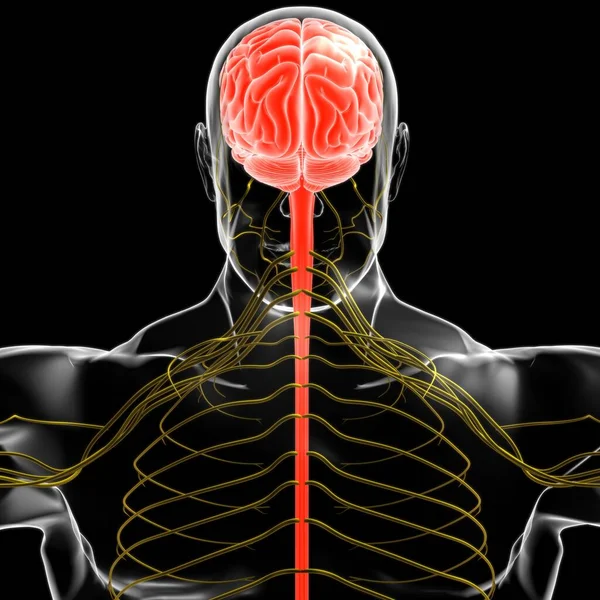 Anatomía Cerebral Humana Para Concepto Médico Ilustración —  Fotos de Stock