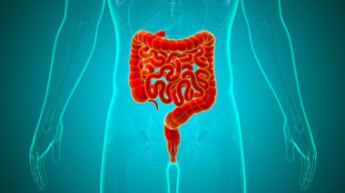 Tıbbi Konsept İçin Küçük ve Büyük bağırsak 3B Görüntü İnsan Sindirim Sistemi Anatomisi