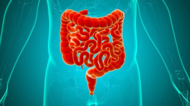Tıbbi Konsept İçin Küçük ve Büyük bağırsak 3B Görüntü İnsan Sindirim Sistemi Anatomisi