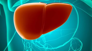 Karaciğer 3D Görüntü İnsan Sindirim Sistemi Anatomisi Tıbbi Konsept İçin