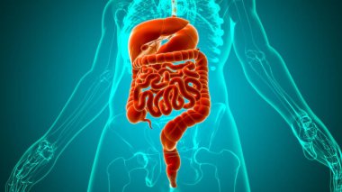 Tıbbi Konsept 3B Resim İçin İnsan Sindirim Sistemi Anatomisi