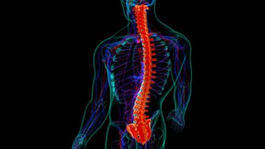 İnsan İskeleti Omurgası Omurga Anatomisi 3D İllüstrasyon