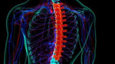İnsan İskeleti Omurgası Torasik Omurga Anatomisi 3D İllüstrasyon