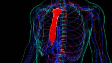 Tıbbi Konsept için İnsan İskeleti Göğüs Kemiği Anatomisi 3 boyutlu Görüntü