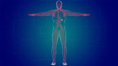 Tıbbi Konsept için İnsan Lenf Düğümleri Anatomisi 3 boyutlu Görüntü