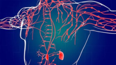Tıbbi Konsept için İnsan Lenf Düğümleri Anatomisi 3 boyutlu Görüntü